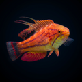 Carpenter Flasher Wrasse