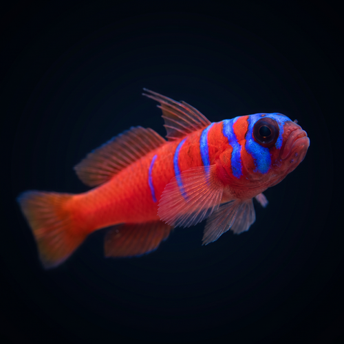 Catalina Goby