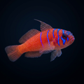 Catalina Goby