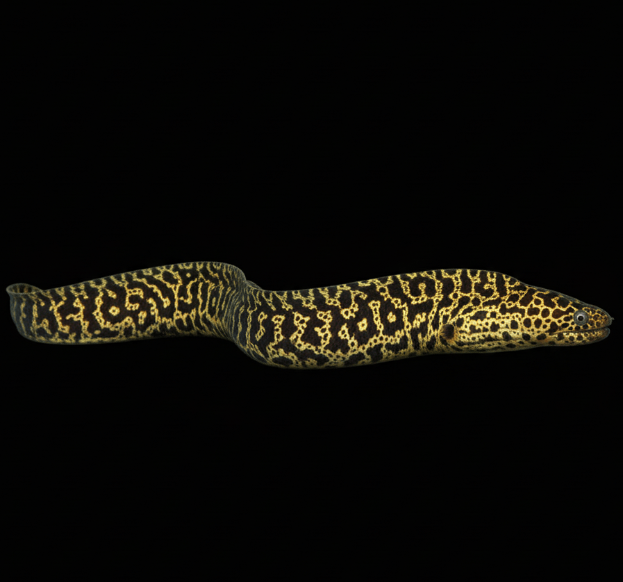 Chainlink Eel saltwater fish care guide