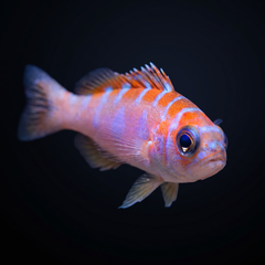 Chalk Basslet