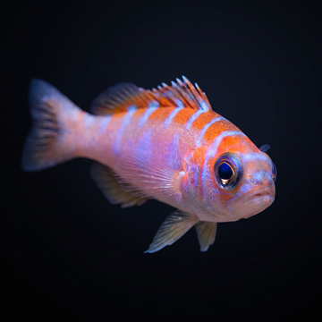 Chalk Basslet