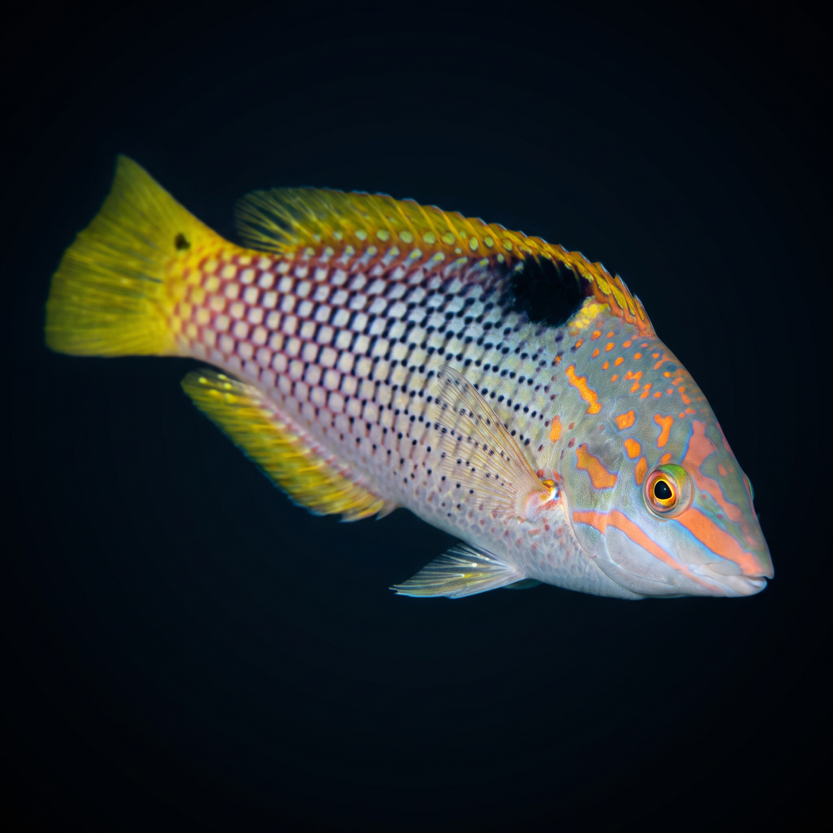 Marble Wrasse saltwater fish care guide