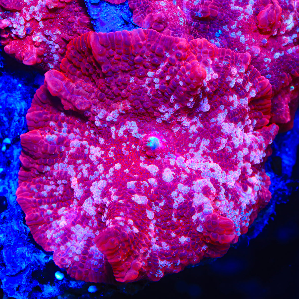 Cherry Blossom Mushroom Coral