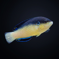 China Pearl Wrasse