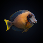 Chocolate (Yellow Mimic) Tang