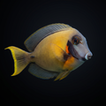Chocolate (Yellow Mimic) Tang - Fiji