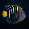 Chrysurus Angelfish - Adult - Pomacanthus chrysurus