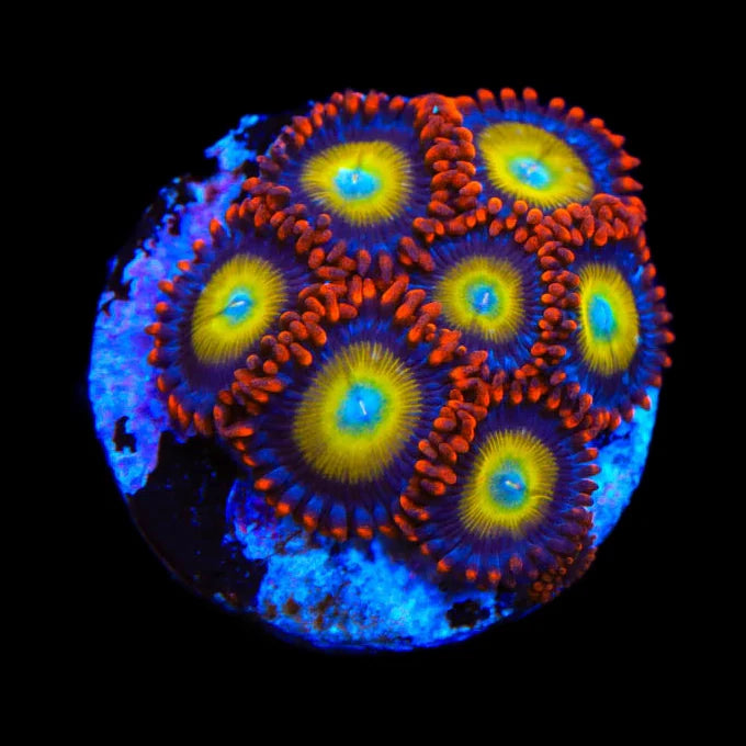 Circus Freak Zoanthids Coral