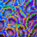 TSA Citrus Cooler Acan Coral