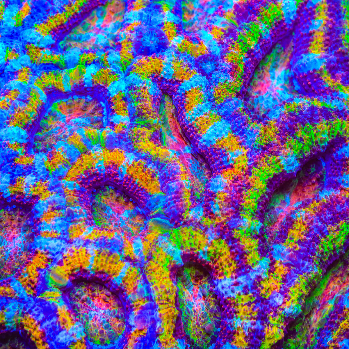 TSA Citrus Cooler Acan Coral