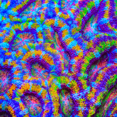 TSA Citrus Cooler Acan Coral