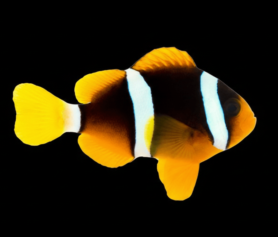 Clarkii Clownfish saltwater fish care guide