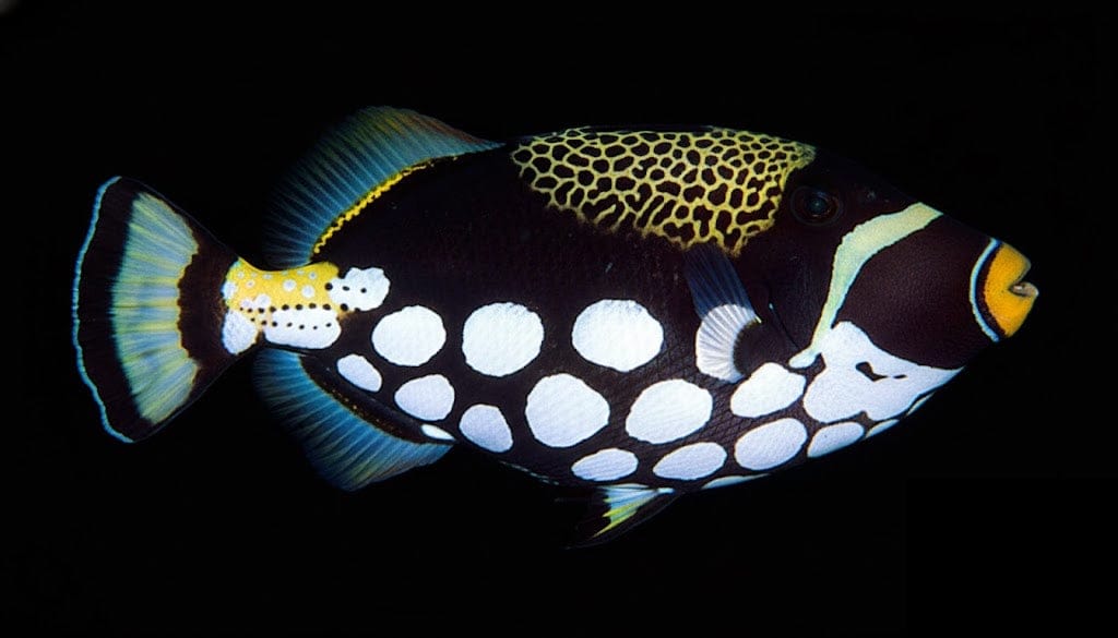 Clown Triggerfish
