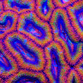 TSA Color Crash Acan Coral