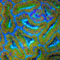 TSA Color Thief Acan Coral
