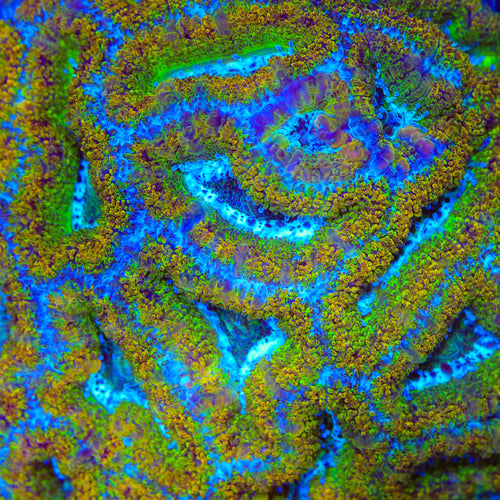 TSA Color Thief Acan Coral