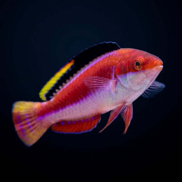 Conde’s Fairy Wrasse saltwater fish care guide