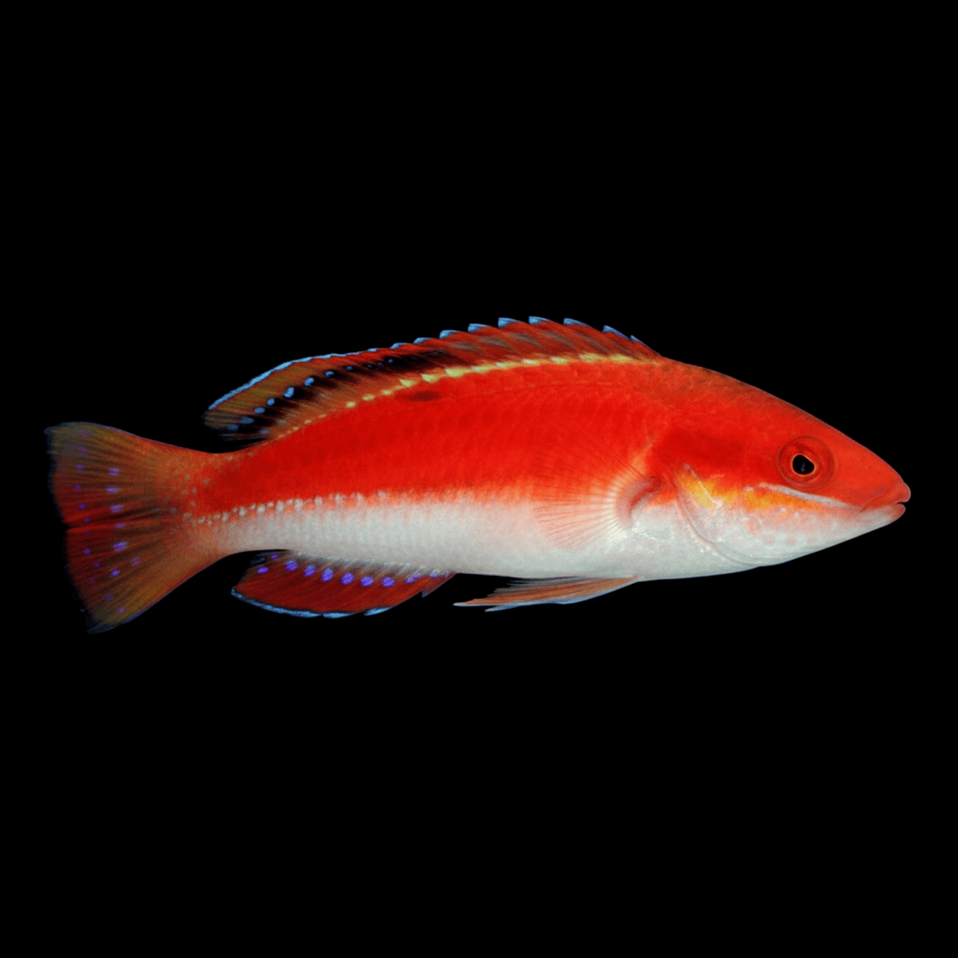 Conde’s Fairy Wrasse