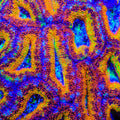 TSA Confetti Captain Acan Coral
