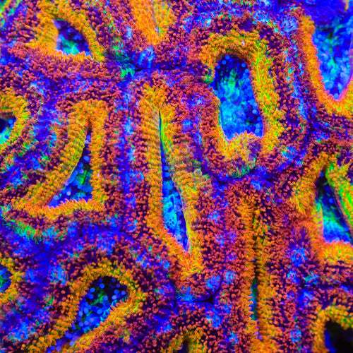 TSA Confetti Captain Acan Coral