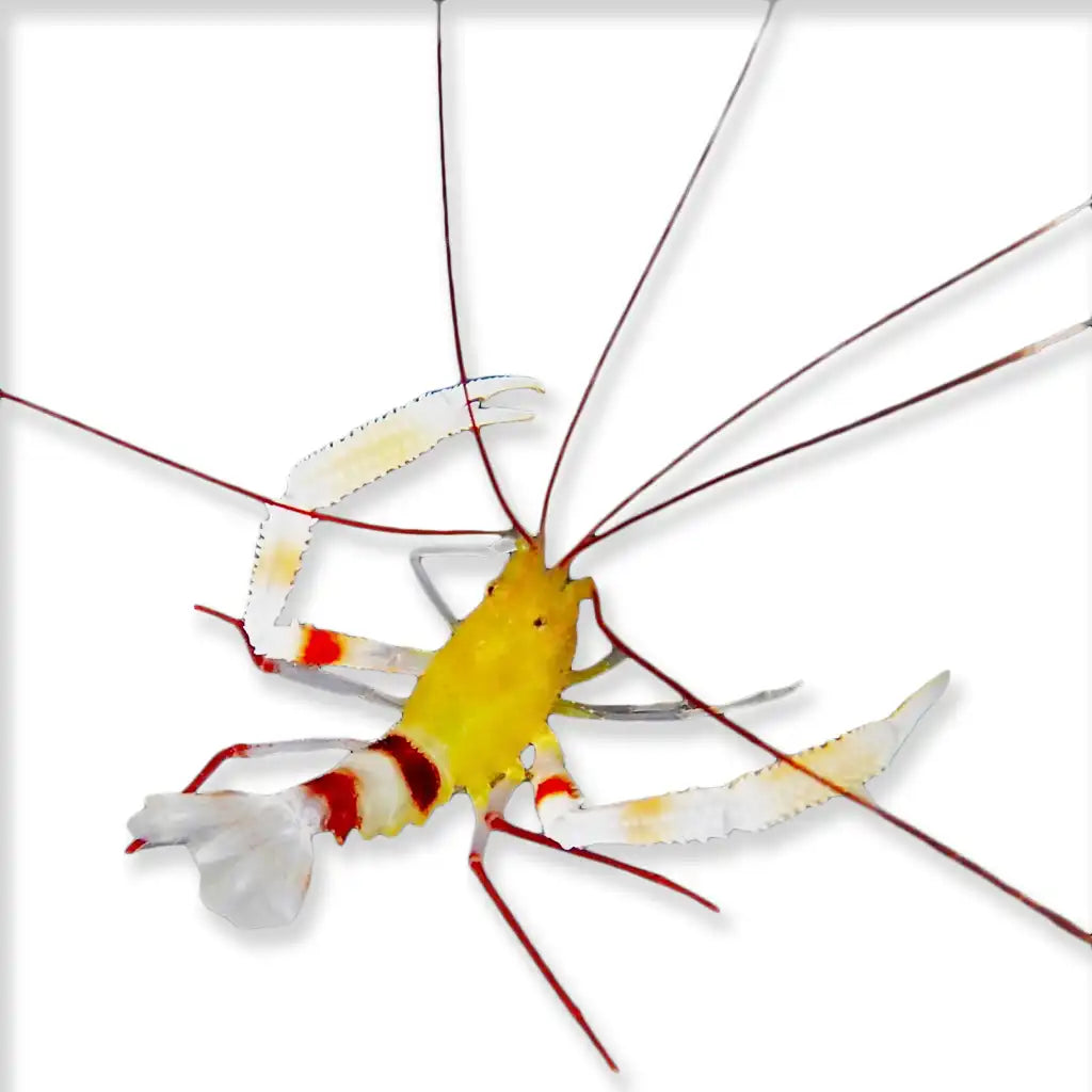 Zanzibar Coral Banded Shrimp