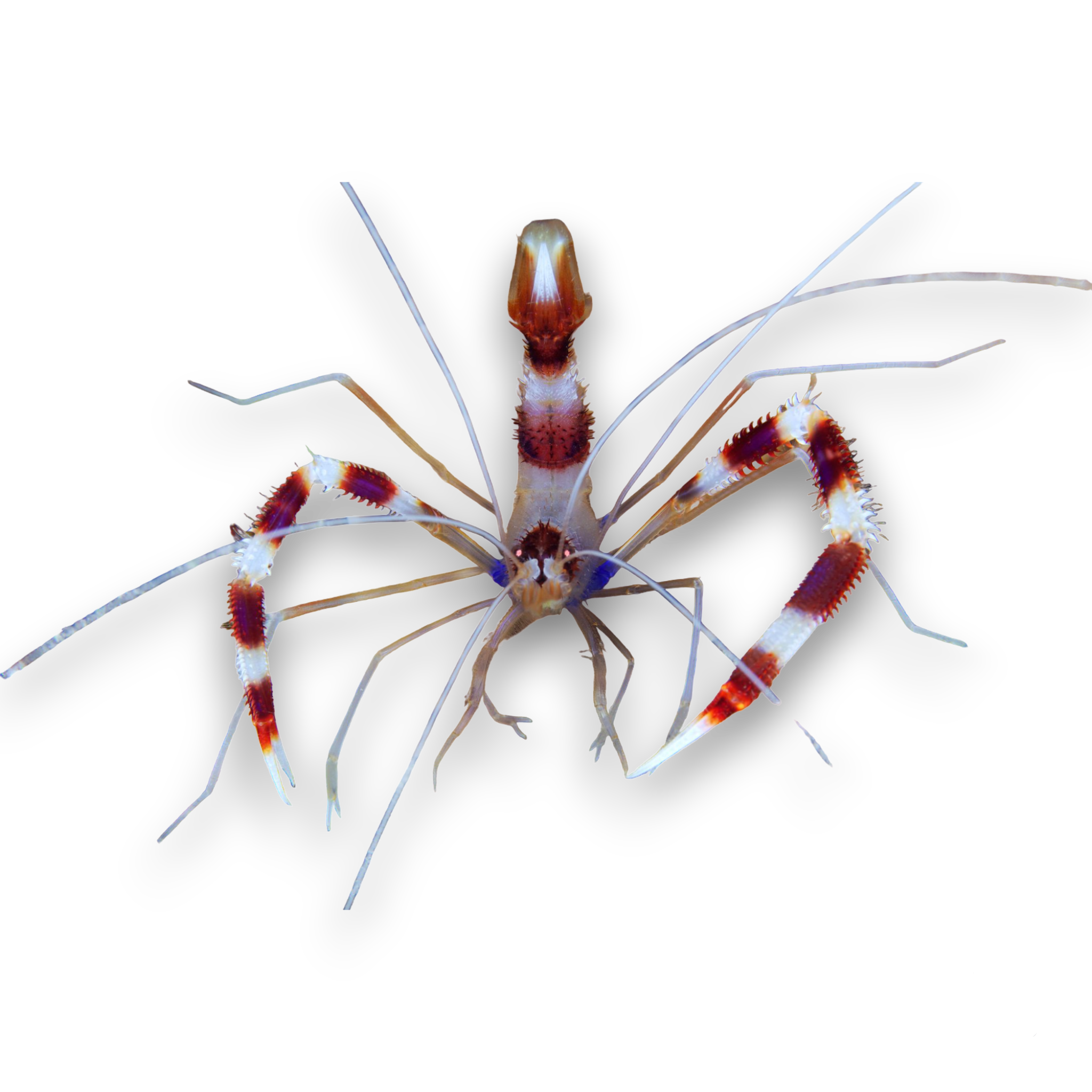 Coral Banded Shrimp