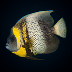 Cortez Angelfish - Adult
