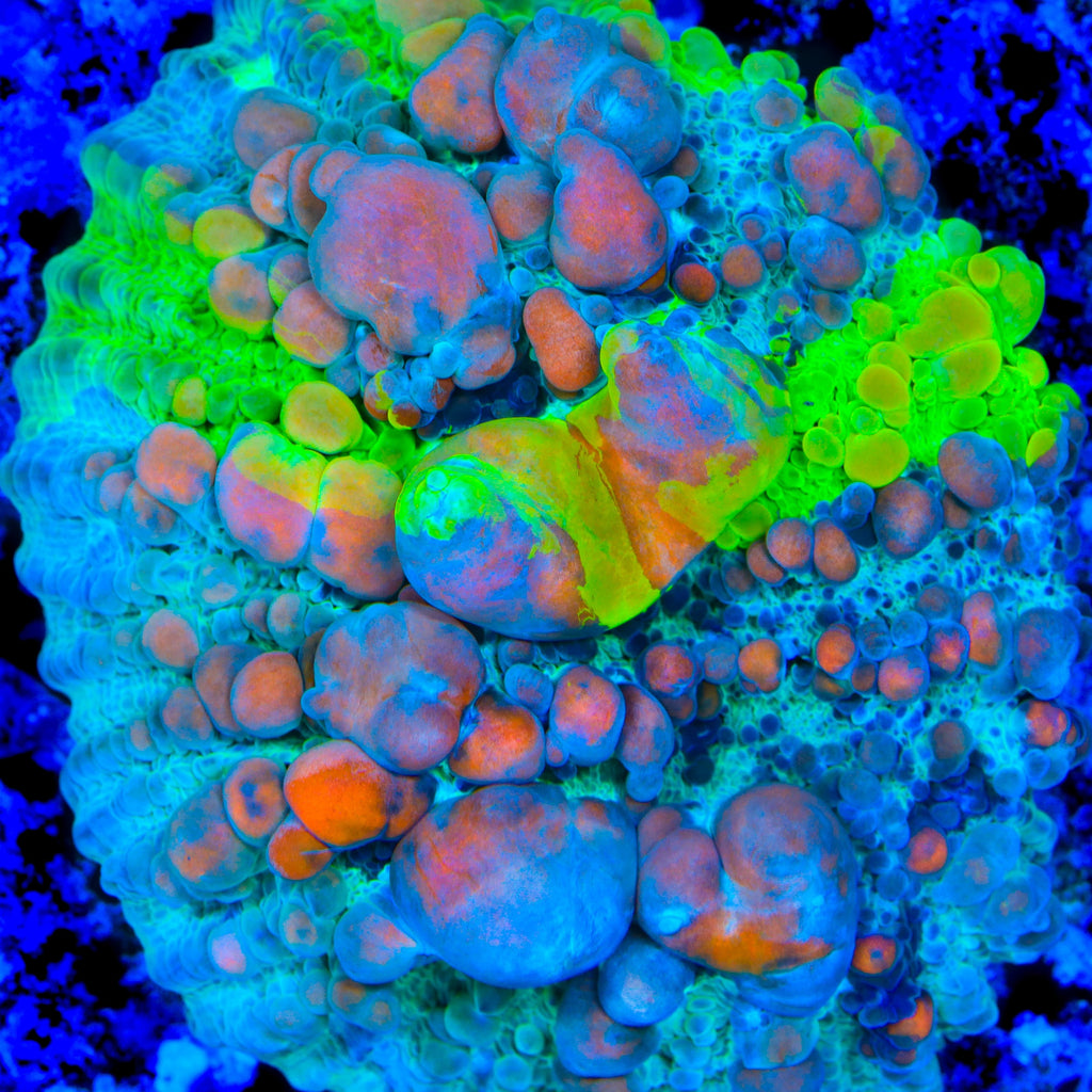 Cosmic Candy Grafted Bounce Chalice Coral - mother colony