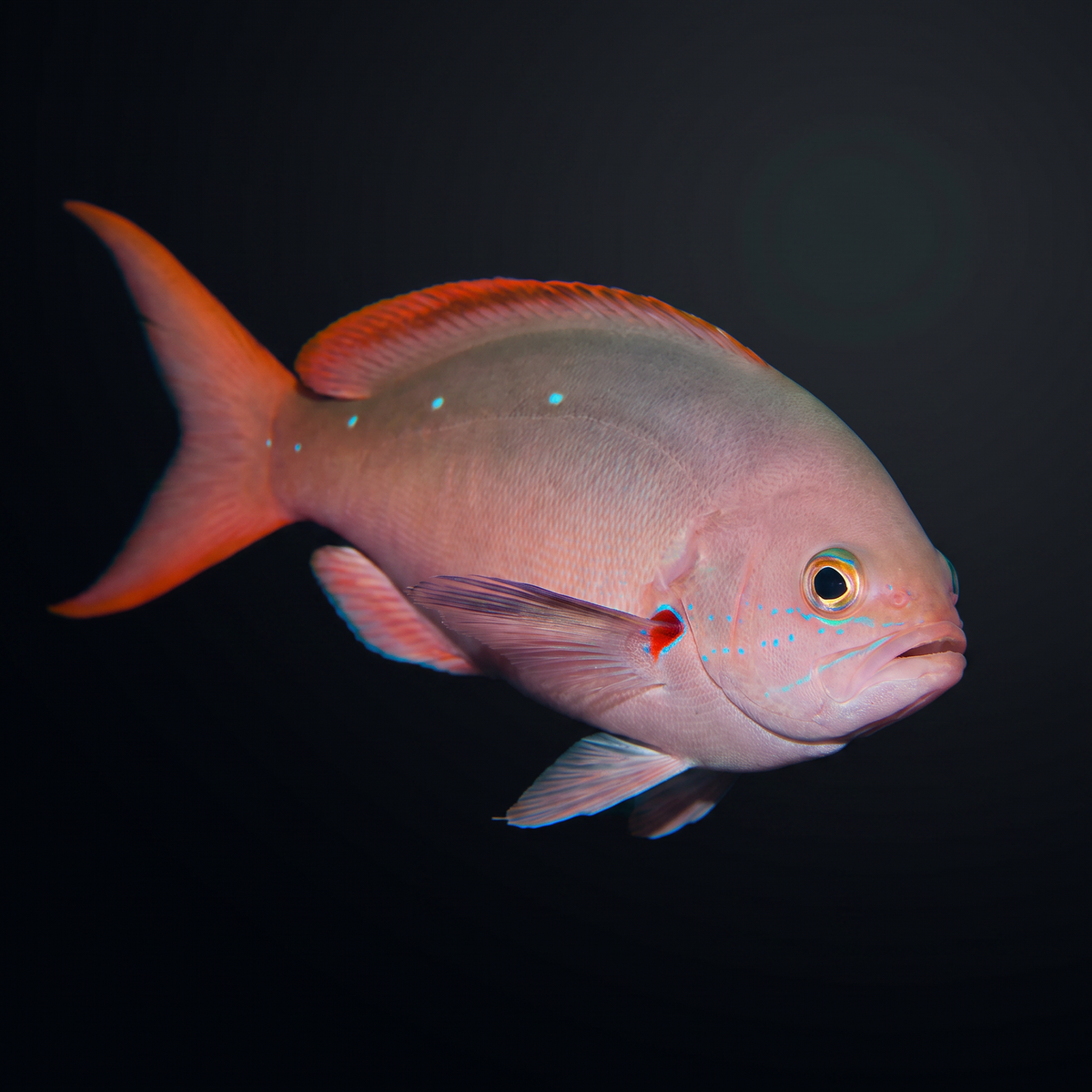 Pacific Creole Anthias
