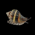 Crown Conch