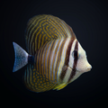 Desjardini Sailfin Tang