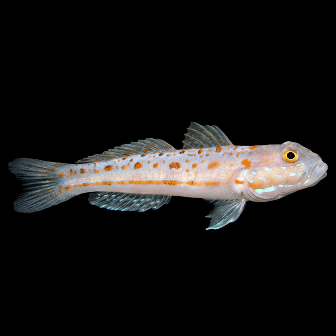 Diamond Watchman Goby