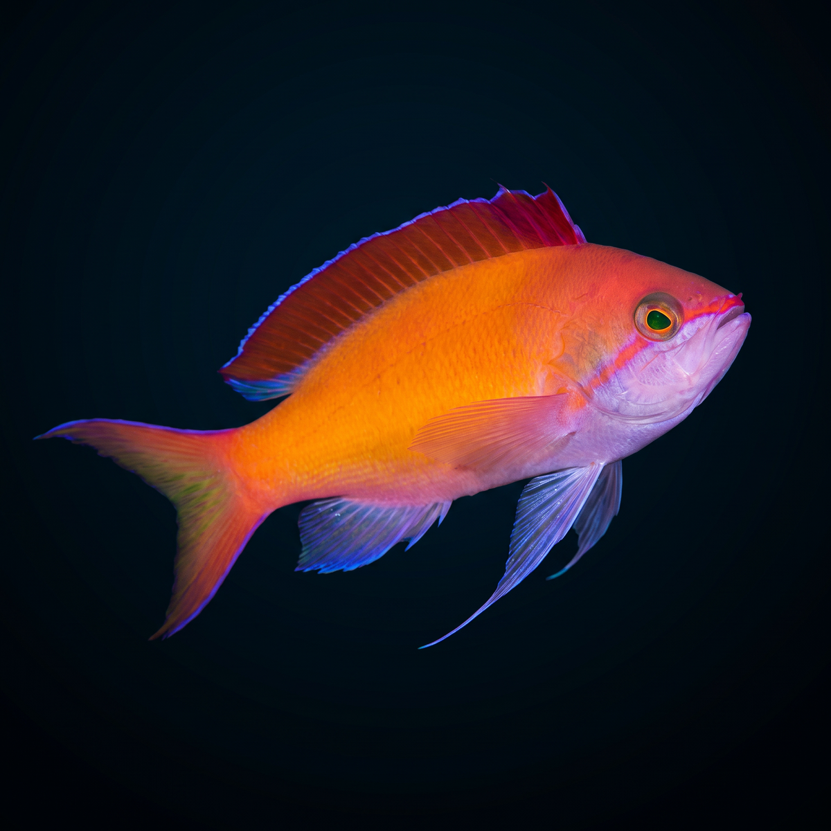 Dispar Anthias - Male