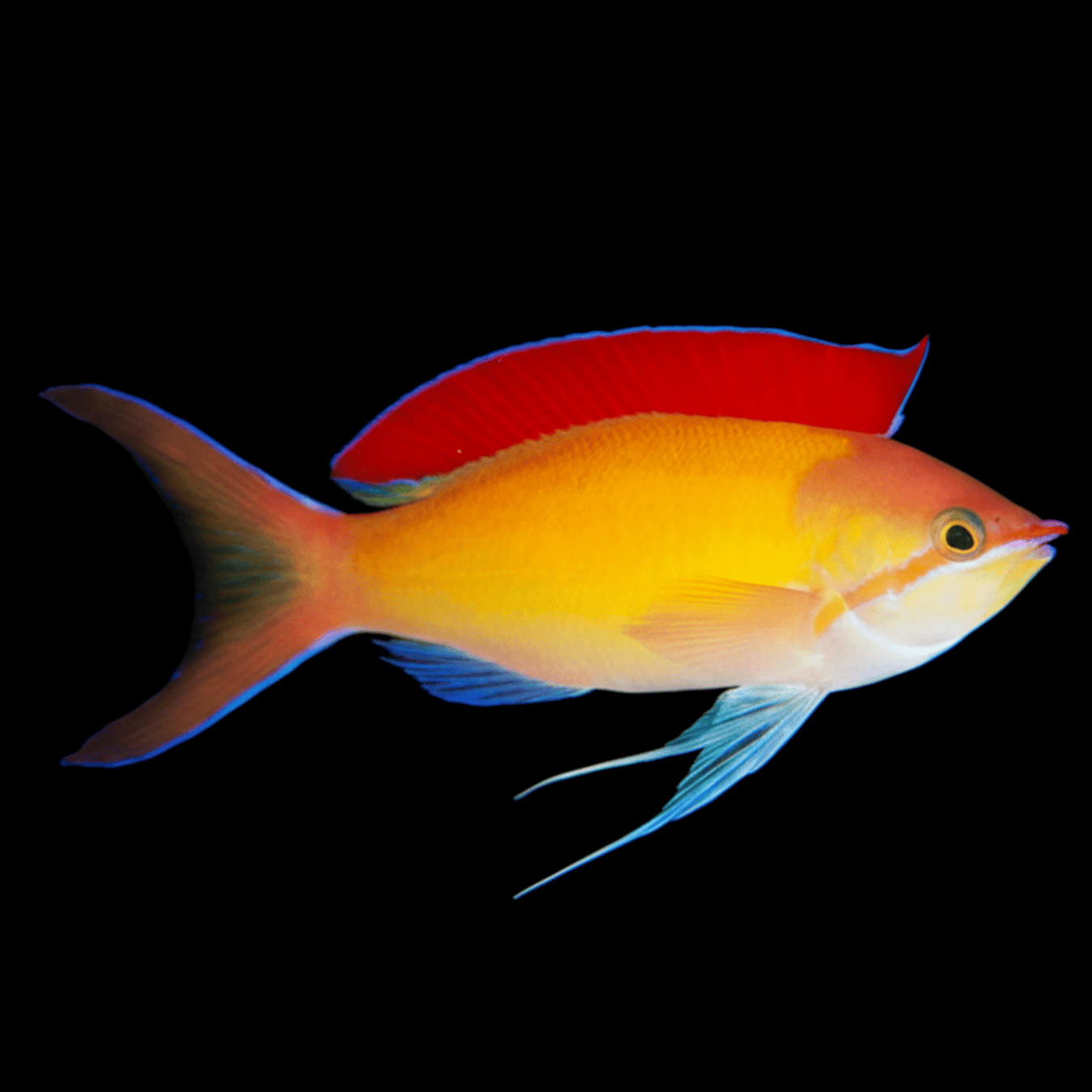 Dispar Anthias