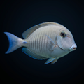 Doctorfish Tang