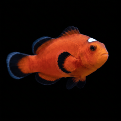 Orange Domino Clownfish