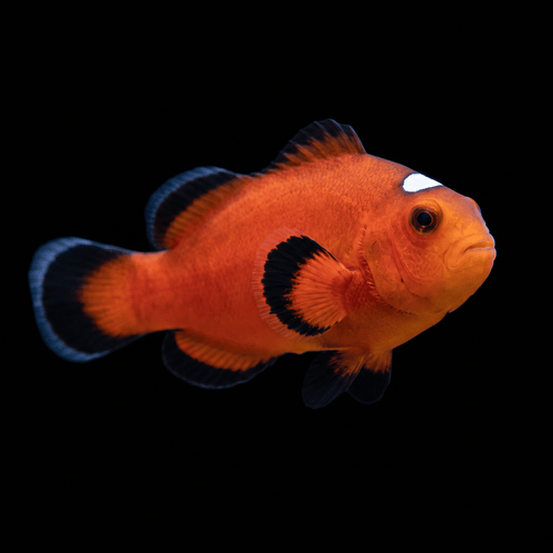 Orange Domino Clownfish — Amphiprion ocellaris