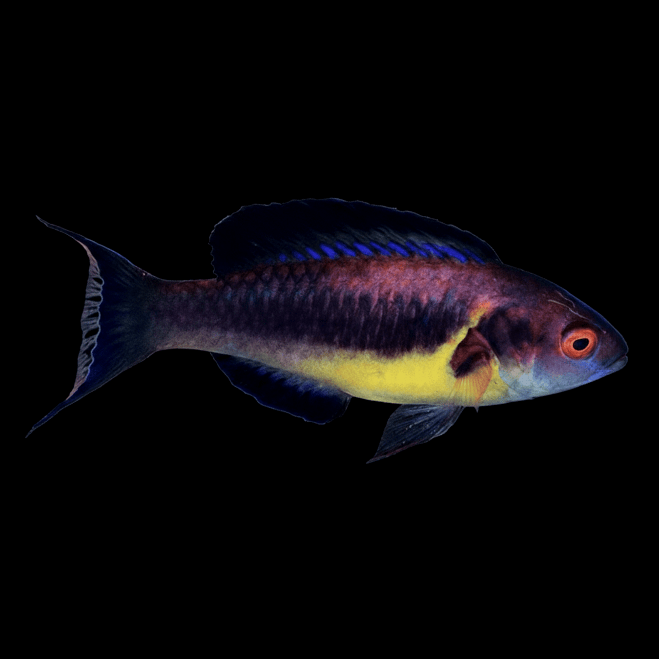 Dusky Brunneus Fairy Wrasse