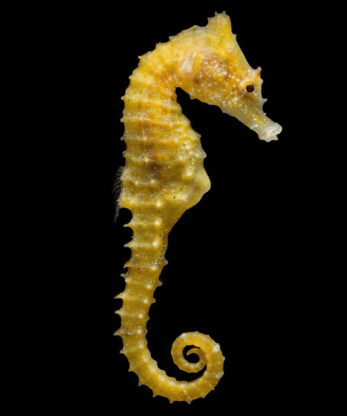 Dwarf Seahorse