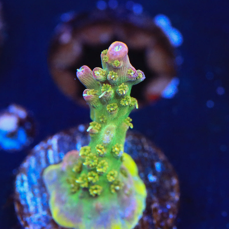 TSA Grape Ape Acropora Coral