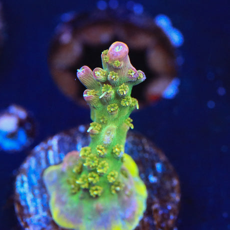 TSA Grape Ape Acropora Coral - Top Shelf Aquatics