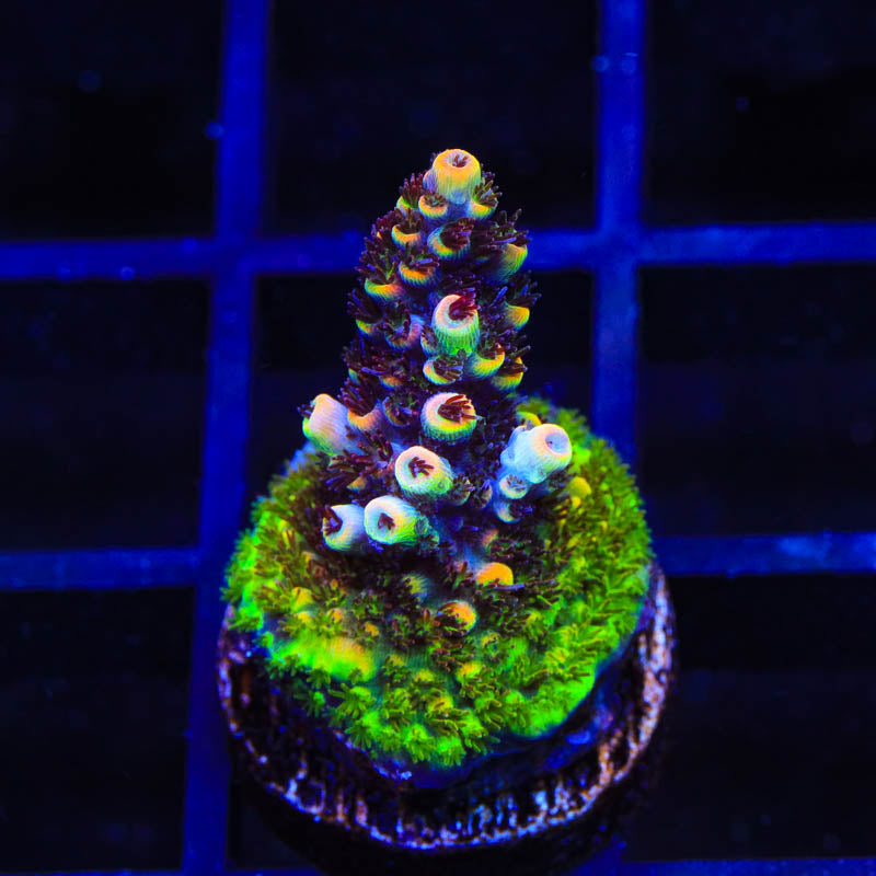 TSA Fruity Pebbles Acropora Coral