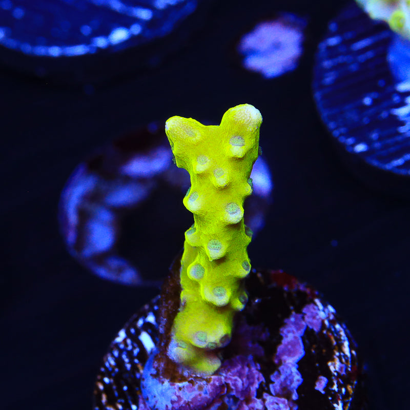 CB The Thing Anacropora Coral