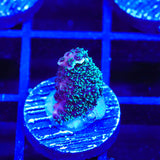 TSA Aqua Matrix Spath Acropora Coral