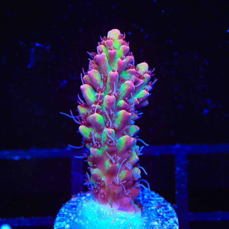 TSA Strawberry Shortcake Acropora Coral