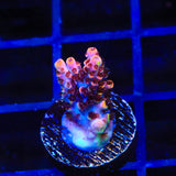 TSA Fruity Pebbles Acropora Coral