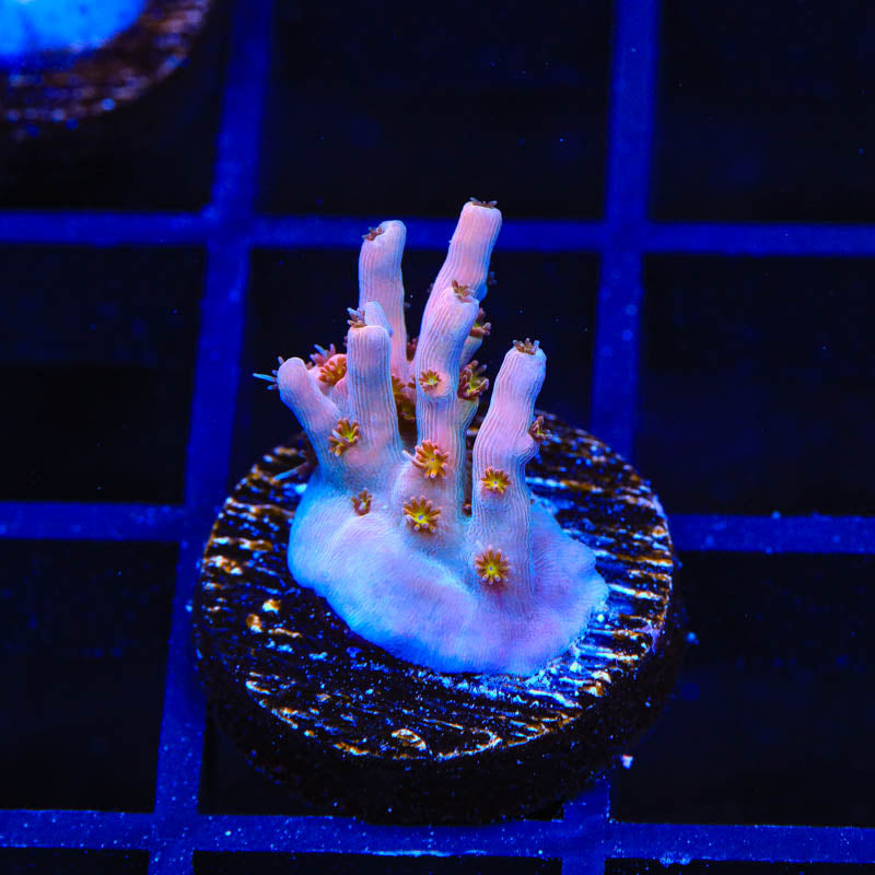 TSA Flower Bomb Acropora Coral