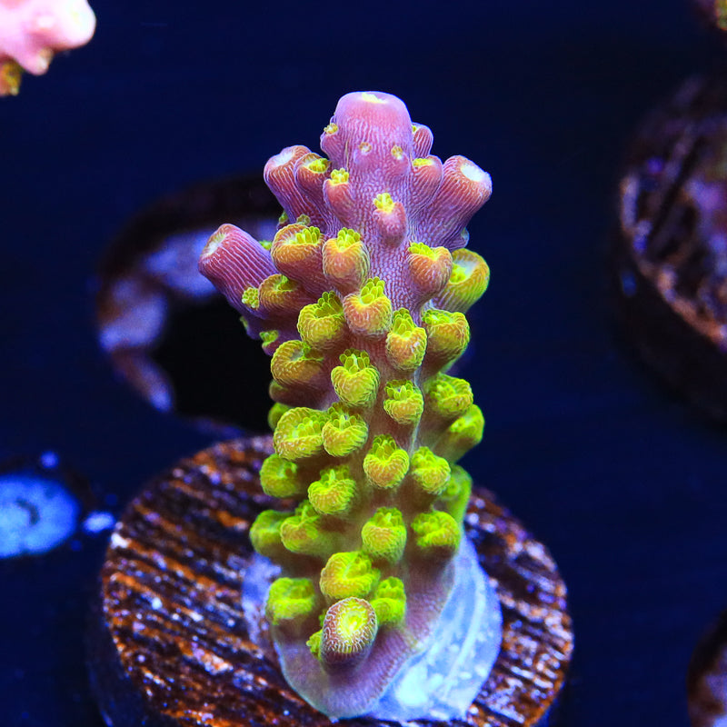 Paletta Pink Tip Acropora Coral