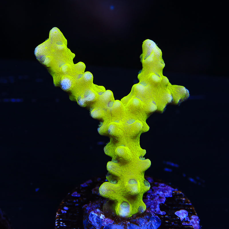 CB The Thing Anacropora Coral